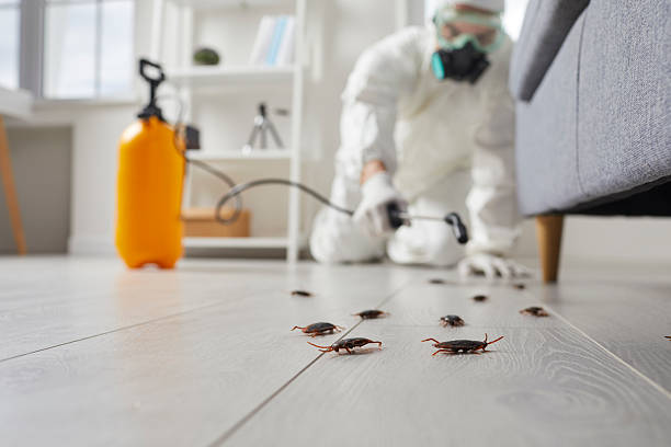 Affordable Termite Control solutions in Gateway, FL